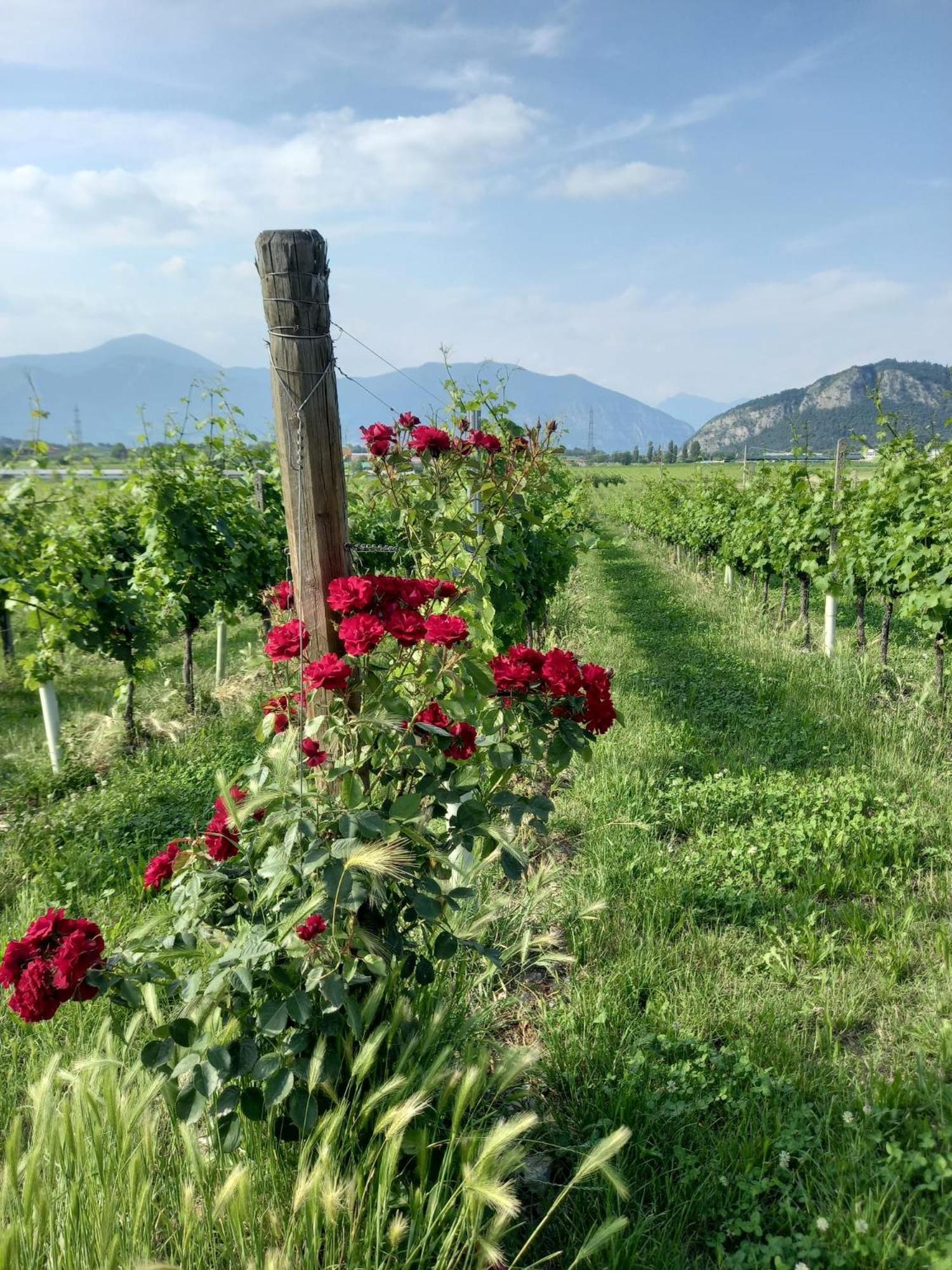 شقة La Corte Del Bona - Vicino Alle Cantine E A Circa 15 Minuti Dal Lago Di Iseo - إيربوسكو المظهر الخارجي الصورة
