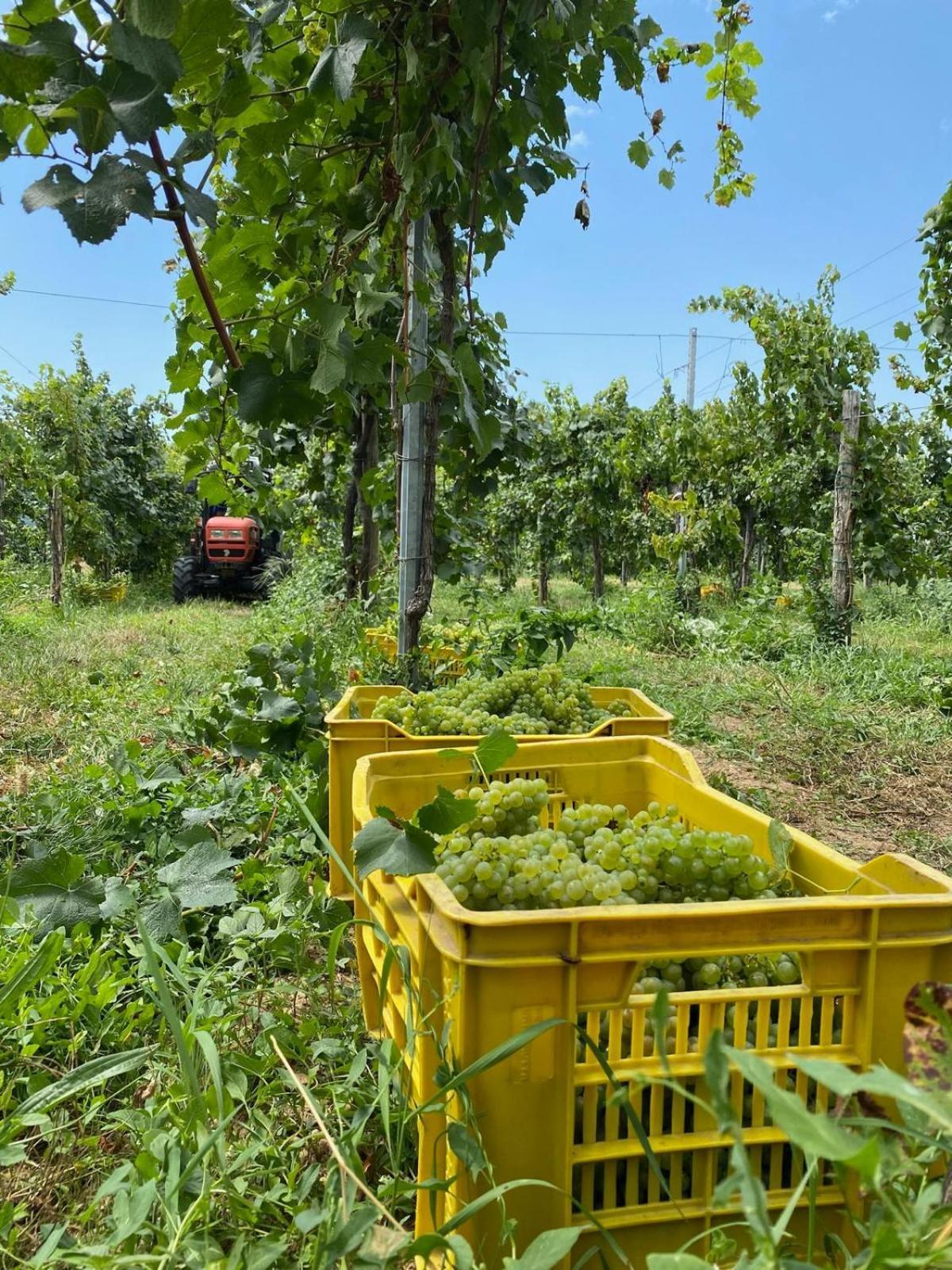 شقة La Corte Del Bona - Vicino Alle Cantine E A Circa 15 Minuti Dal Lago Di Iseo - إيربوسكو المظهر الخارجي الصورة